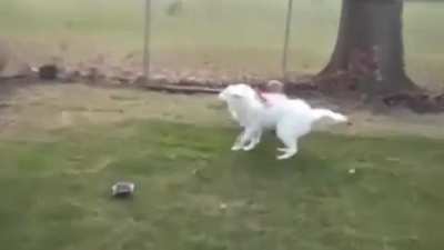 dog