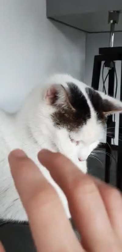 blursed_cat