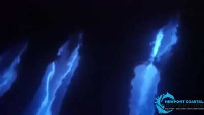 When feeding particularly at night, dolphins use echolocation and, when available, the bioluminescent trails left behind by swimming fish to locate and seize their prey. Dolphins were recently observed swimming off the coast of California creating biolumi