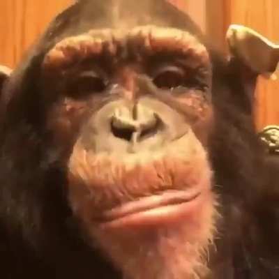 CHUNKE MONKE