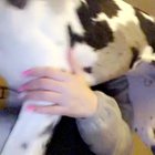 Great Danes