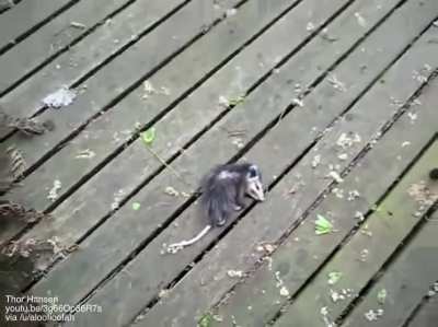 Разводит