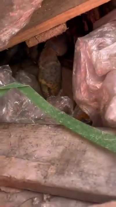 let me guess....Australia