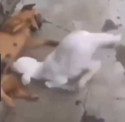 goat gets what it wants