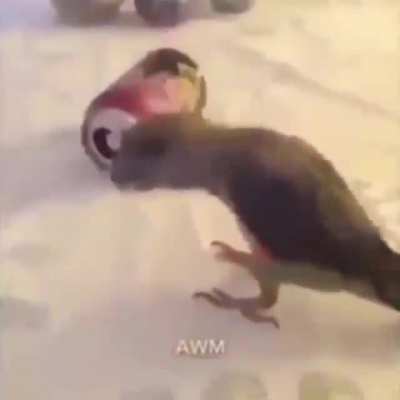 🐥