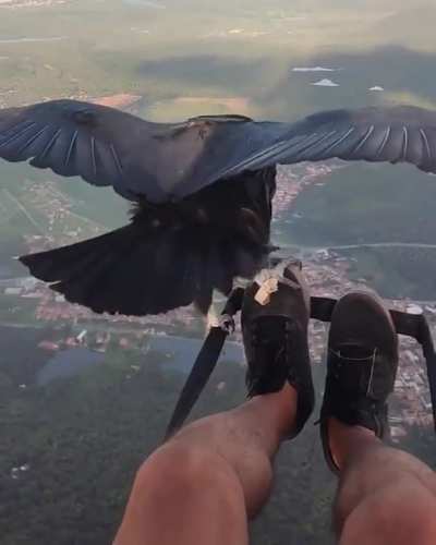 🔥 Flying with a vulture