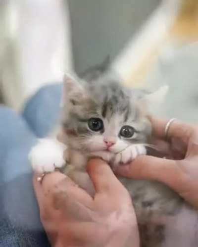 Cute fluffball