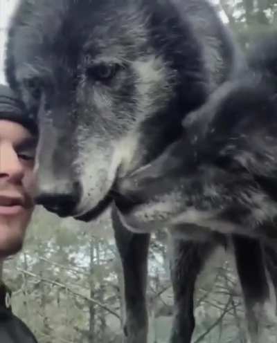 Пара мохна<wbr>тых друзей