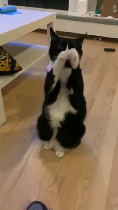 Treats please