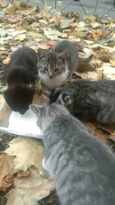 Glue sniffed and eated!