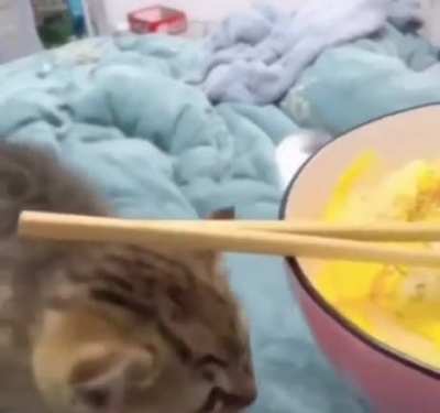 Mission failed for smol kitten