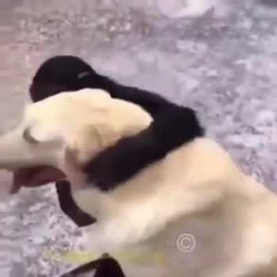 Hold my Monke