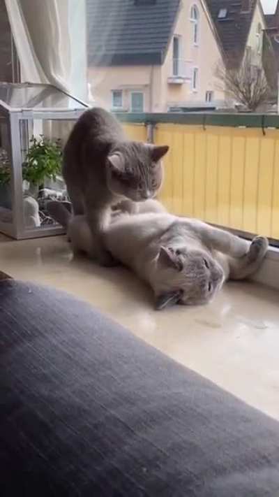 Petting together #2