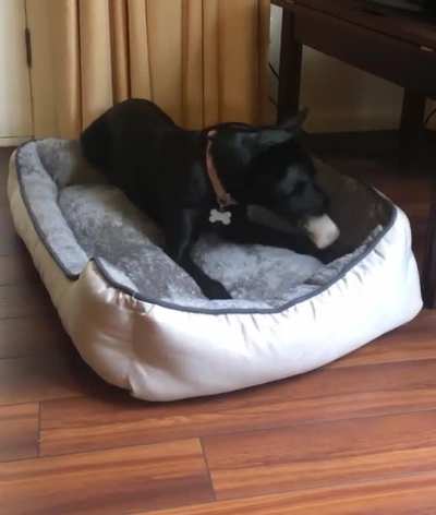 Doggo thinks she is an opera singer