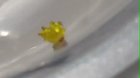 🔥 This caterpillar looks like a walking gummy bear