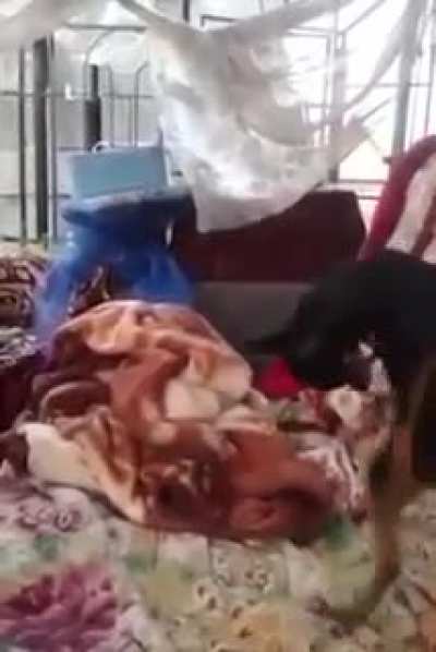 What the dog doing