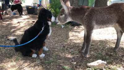 Our Berenese puppy met a baby donkey while camping.