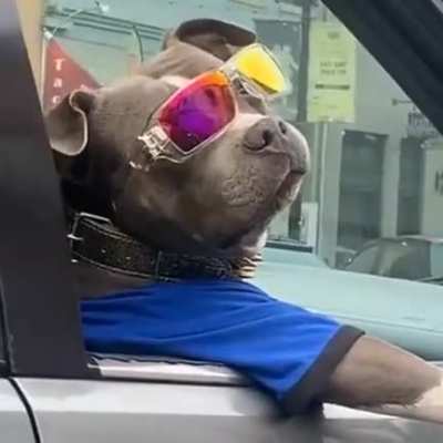 Thug dog