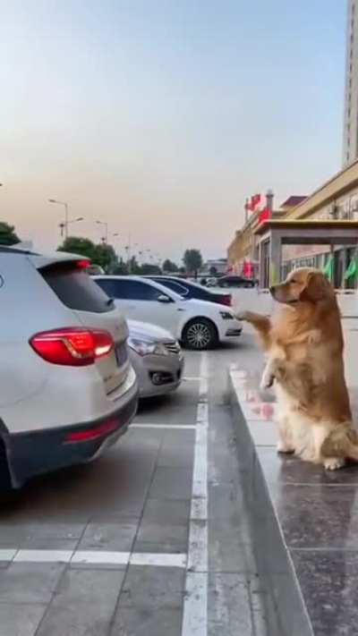 woof irl
