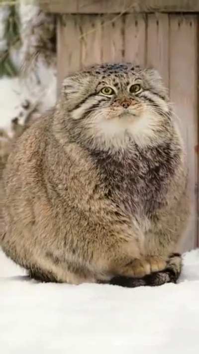 Chonky unit of a cat