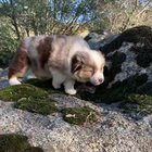 Awwooo
