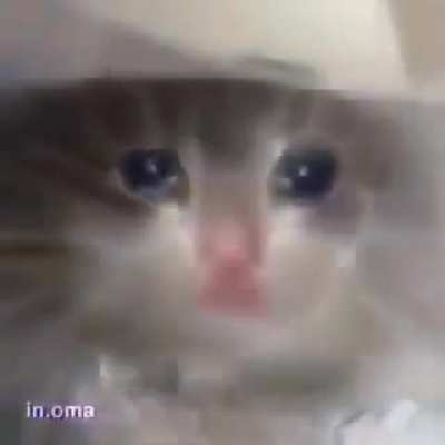 catto evolution