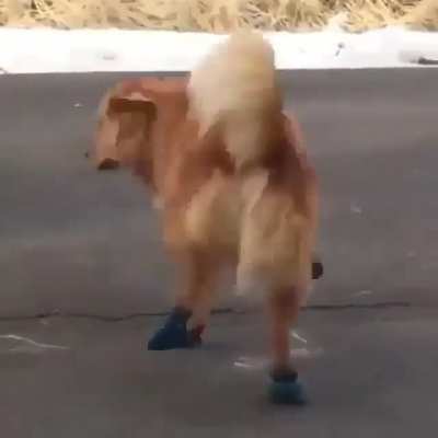 Dog not like shoes 😆