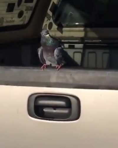 POMBO MORRENDO