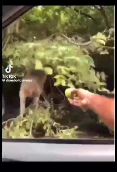 I'll still take the fruit