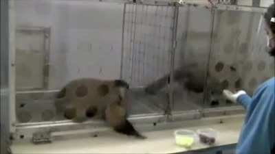 Fairness experiment with capuchin monkeys, reactions of two monkeys getting a different reward for the same work