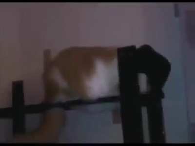Smooth Cat-minal
