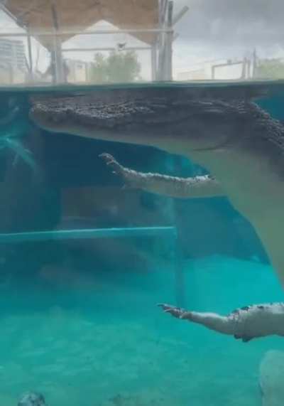 Next time you see a croc floating towards you, remember this image and you won't panic