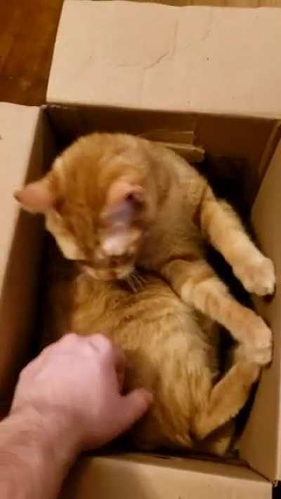 This is Nugget, who is very high on 