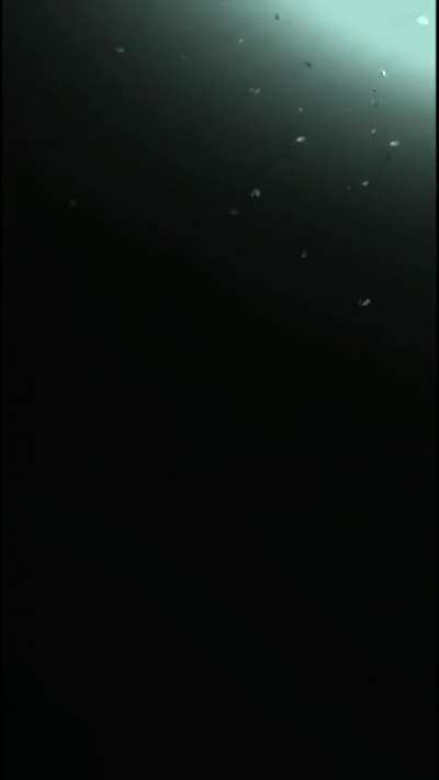 THE LAST OF US PART II Loading Screen Wallpaper