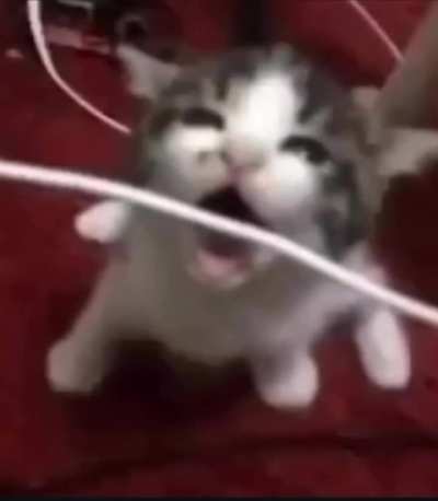 Aadhdz