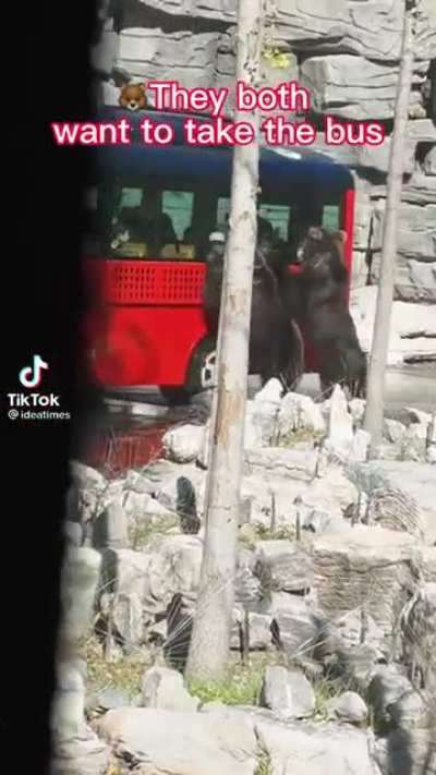 The bears are funny but the laugh is hilarious