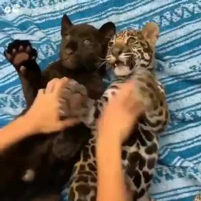 They’re so cute, I would risk everything 😭