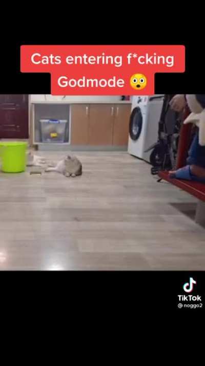 Insane cat bottle flip