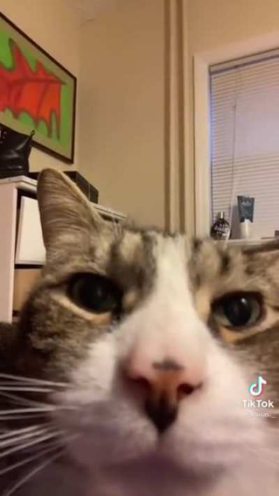 The cat’s been caught