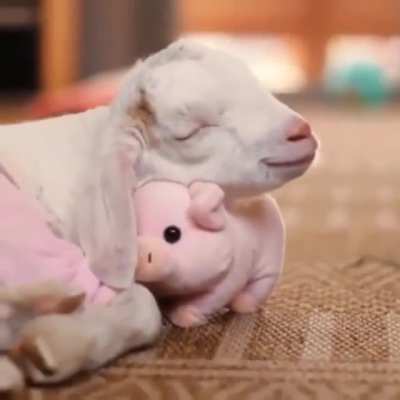 Baby goat cuddling a toy piggy