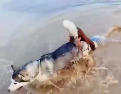 Husky drags his owner through the mud.