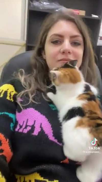 Work kitten
