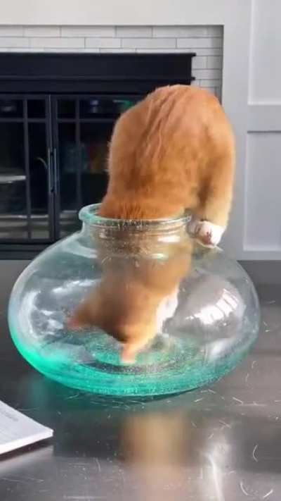 Mission Pawssible