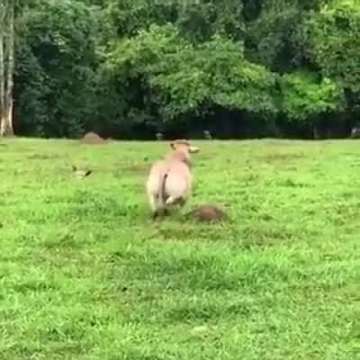 Boi rebaixado