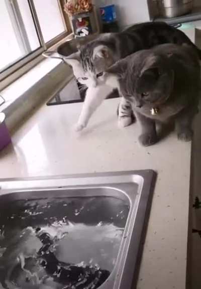 Two cat stalks on their fish prey