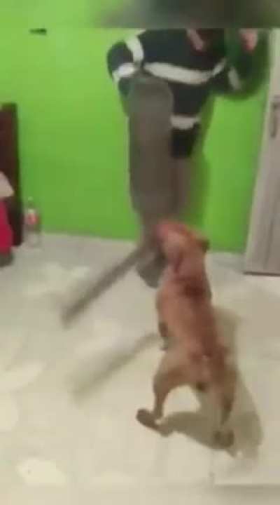 Sword dog