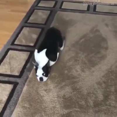 Entrepreneurial Pup discovers entirely new system for scritches