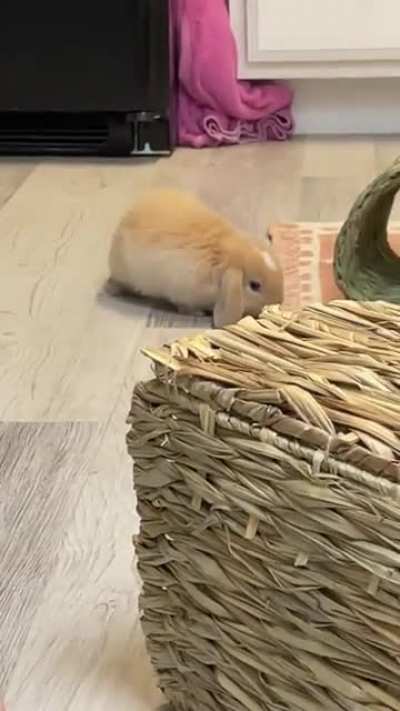 Truffle ❤️