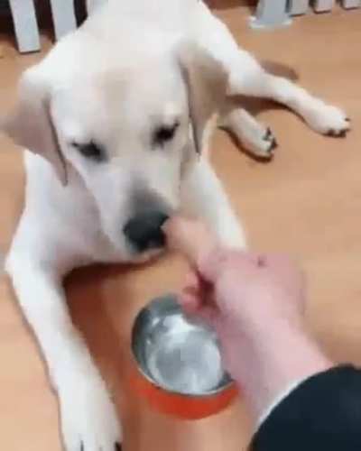 woof_irl