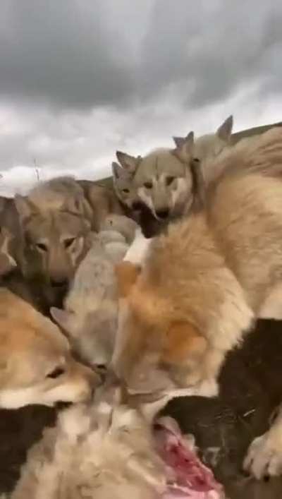 „Танц<wbr>ующий с волка<wbr>ми“